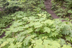 KML-Copper-Harbor-Trails-Fest-D2A3315-20210904